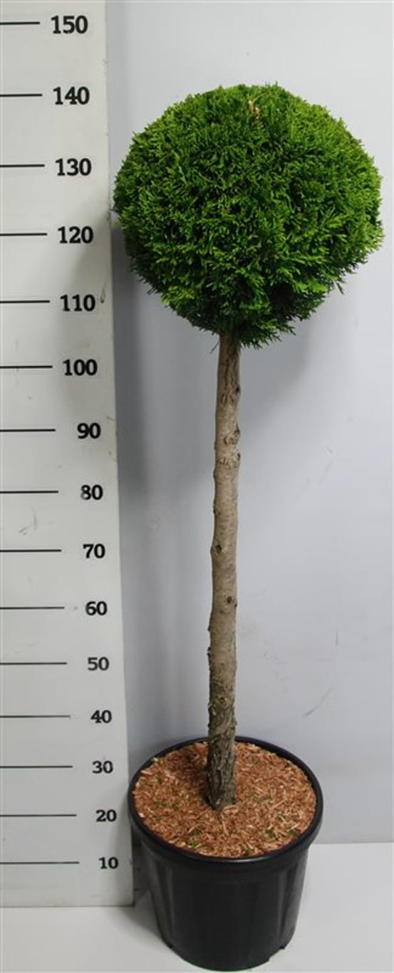 Thuja occ. 'Smaragd' - 80 CM Stem C20